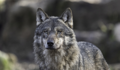 wolf