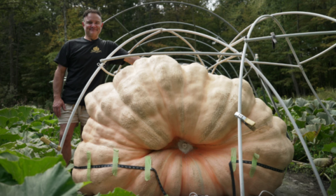 Giant Pumpkin