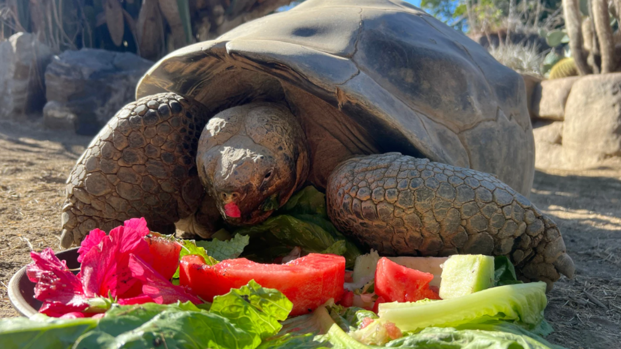 (San Diego Zoo Wildlife Alliance via AP)