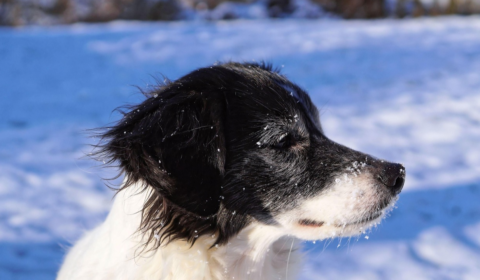 Dog in snow