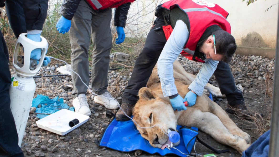 Lion Bear Rescued