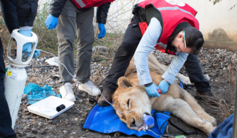 Lion Bear Rescued