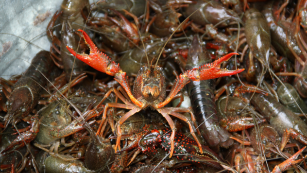 crawfish
