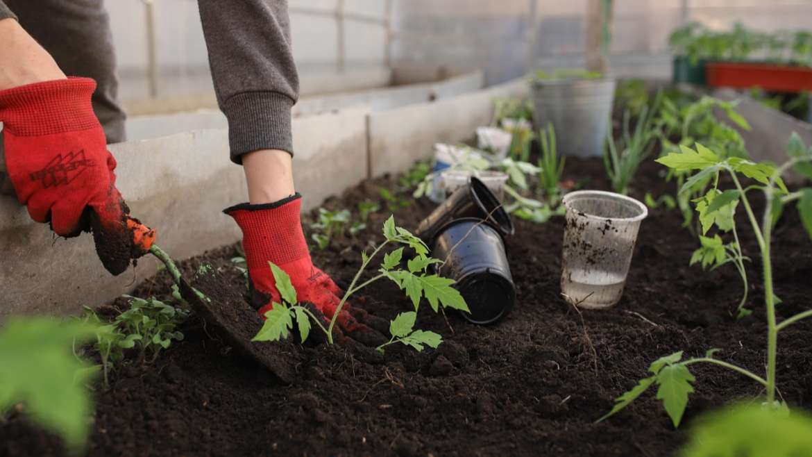 front-yard garden